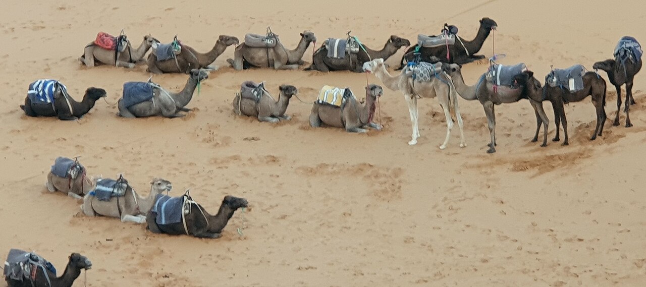 Camel riding photo 2