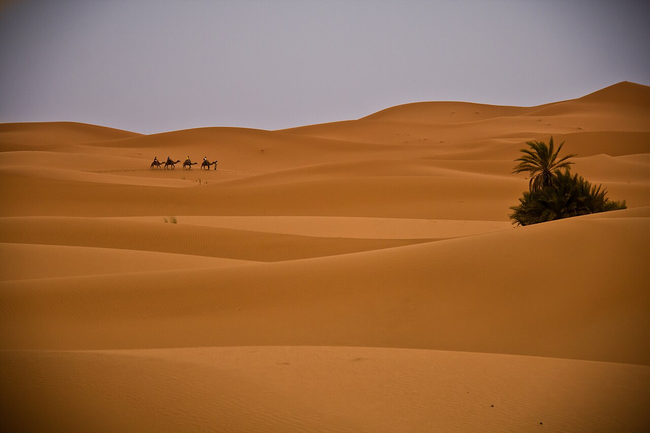 Camel riding photo 3